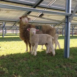 Solar Sheep