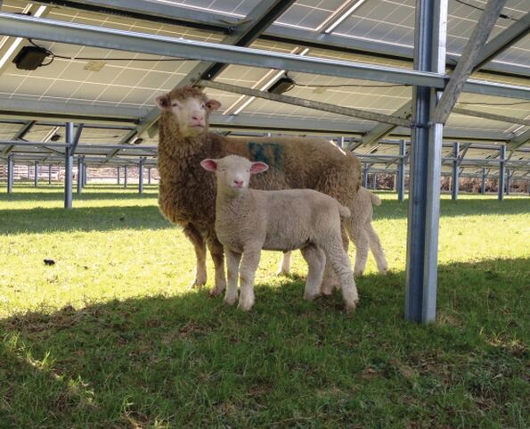 Solar Sheep