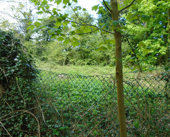 The Paddocks - Site