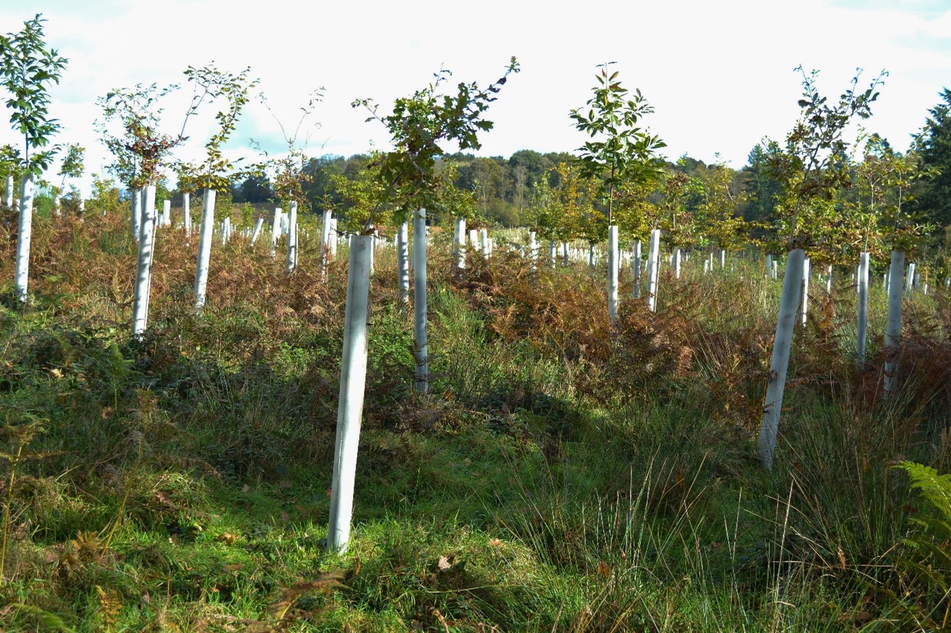 The same area in October 2023 following the completion of restoration.