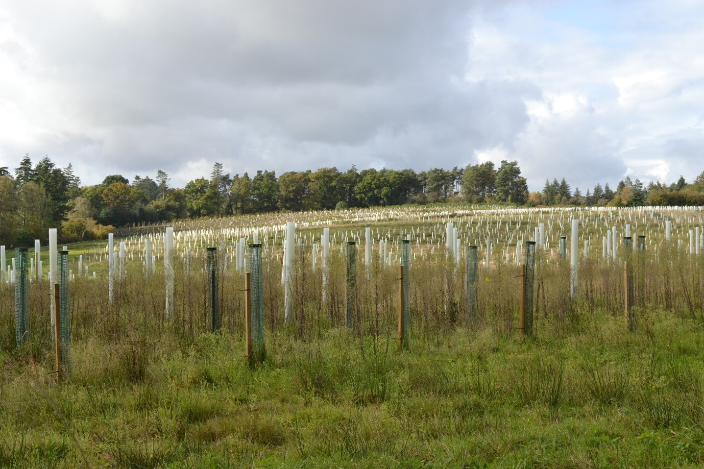 An area of the restored quarry which has been replanted with native broadleaf tree species following sand extraction (Oct. 2023).